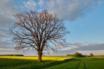 A stately oak tree on a dirt road between wheat crops in the countryside