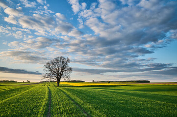 Oak tree and fields in spring in the rays of the setting sun