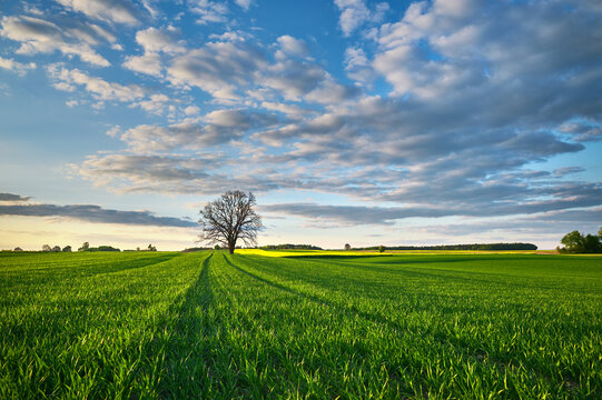 blades of green grain in an organic field near the forest under the evening sky with clouds