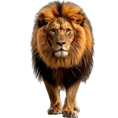 A lion facing camera on a transparent background