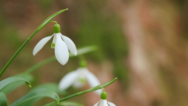 Galanthus Nivalis. Early Springtime Flowers Snowdrop. Perennial Herbaceous Plant In Amaryllidaceae Family.