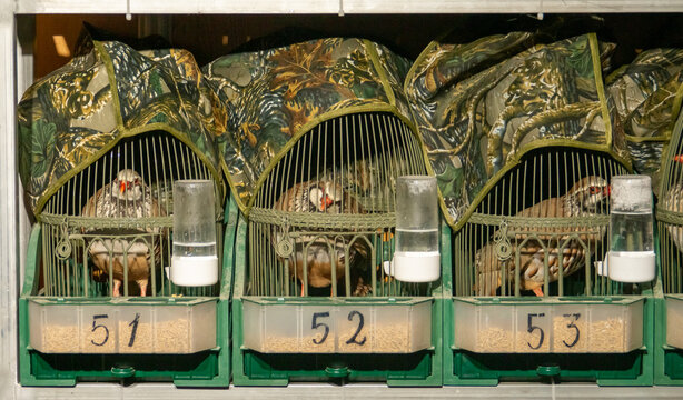Ejemplares macho de perdiz roja, Alectoris rufa, enjaulados para ser utilizados como reclamo. VIII Feria Cinegética de San Silvestre de Guzmán en septiembre de 2019, Huelva, España.
