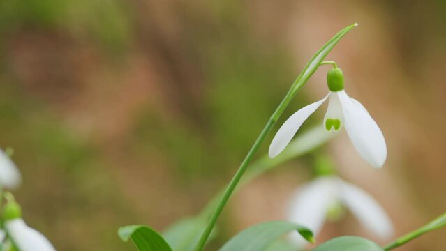 White Snowdrop Flower In Daylight Sunlight. Snowdrops Bloom On Lawn In Garden. White Petals In Bright Springtime Sunshine.