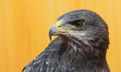 Águila mora, Geranoaetus melanoleucus, ave rapaz utilizada en cetrería. VIII Feria de Caza de San Silvestre de Guzmán en septiembre de 2019, Huelva, España.