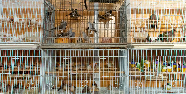 Diversas especies de pájaros enjaulados y expuestos para la venta. VIII Feria de Caza de San Silvestre de Guzmán en septiembre de 2019, Huelva, España.