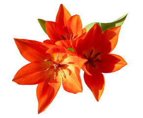 Group of three red and orange tulip flower blossoms in sunlight with green leaves, close up, isolated image on transparent background