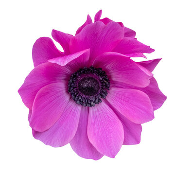Pink Anemone flower blossom, close up, isolated image on transparent background