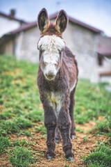 A small donkey near rural houses