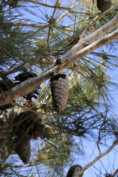 A close-up of a mature pine cone hanging from a branch of a pine tree in Park Carmel, Haifa, Israel. Pine cones symbolize hope and renewal, and their presence suggests a healthy ecosystem.