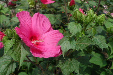 Bunch of buds and vibrant pink flower of Hibiscus moscheutos in August