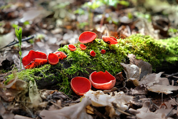 Spring edible red mushrooms Sarcoscypha grow in forest. close up. sarcoscypha austriaca or...