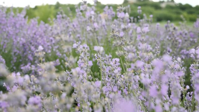 
Lavender field. Fragrant lavender sways in a light breeze.