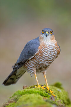krogulec (Accipiter nisus)