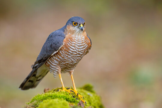 krogulec (Accipiter nisus)