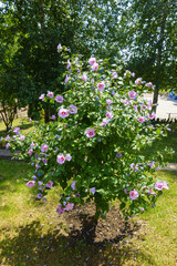 Shrub of pink Hibiscus syriacus in full bloom in August © Anna