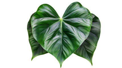 Heart-shaped dark green leaf of philodendron tropical foliage plant, indoor houseplant isolated on transparent white background