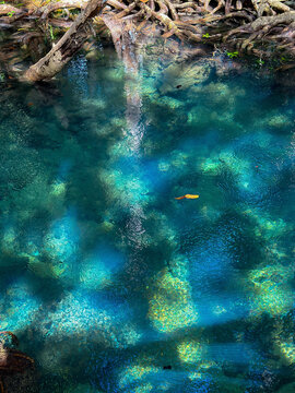A clear water flowing through a mangrove forest, highlighting the intricate root systems and tranquil environment