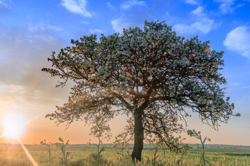 Alta Murgia National Park: wild almond tree in bloom at dawn in Apulia, Italy.	