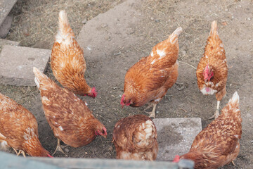 Domestic chicken with brown and white feathers running around the yard in the free range. Organic chickens. Homegrown eggs. Funny expression