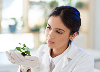 Scientist, woman and natural plant for research, innovation or botany in medical laboratory. Science professional, organic and experiment with leaf soil for ecology, sustainability and eco friendly