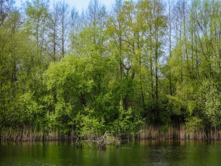 Lakeside Treeline, Hampshire, England