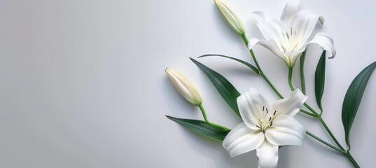 Funeral lily on white background with generous space for adding text or messages
