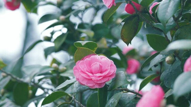 Pink Rose Like Blooms Camellia Flower And Buds. Blooming Pink Camellia. Pink Camellia In Flower.