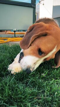 A tricolor dog is enthusiastically gnawing on a soft toy on a green lawn. A high quality. Medium plan