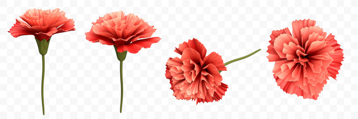 3D Red Carnation Flowers / Different Angle View / Isolated On Transparent Background	
