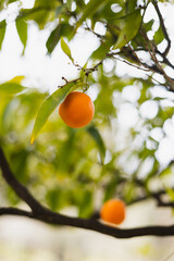 Ripening tangerine in the garden under the bright hot Italian sun