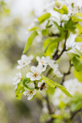 Bright colorful flowers on branches in the garden - spring flowering period - garden fruit tree
