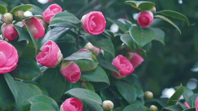 Pink Camellias Flowers In April In Garden. Theaceae Evergreen Tree. Bright Camellia Japonica.
