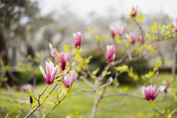 Bright colorful flowers on branches in the garden - spring flowering period - garden flowers