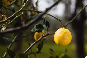 Bright juicy ripe yellow lemons with a thick aroma of citrus peel - fruit trees in an Italian garden
