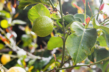 Green lime fruits on a branch in the garden - fresh ripe citrus fruit - natural product for the table