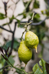 Green lime fruits on a branch in the garden - fresh ripe citrus fruit - natural product for the table