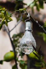 Garden light bulb on a tree branch with drops after rain - natural energy from solar panels