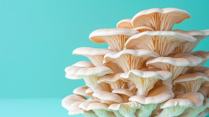 Mushroom beech fungus discovered on delicate pastel colored background for captivating visuals - obrazy, fototapety, plakaty