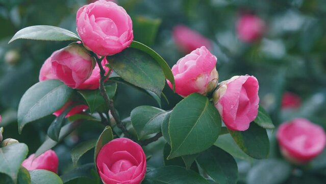 Beautiful Pink Camellia Japonica In Garden. Pink Camellias Flower Symbolize Greatness Of Soul.