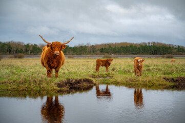 Highland cow mother with her two little calf on the salt marsh with lake in front and reflection...