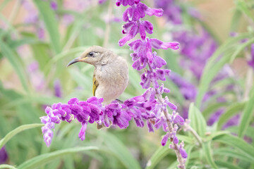 Brown honeyeater bird, Lichmera indistincta, perched on purple salvia mexican sage flower in...