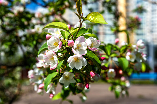 Beautiful blooming apple tree close-up. Apple tree in bloom.