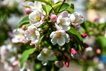 Naklejka na ściany i meble Beautiful blooming apple tree close-up. Apple tree in bloom.