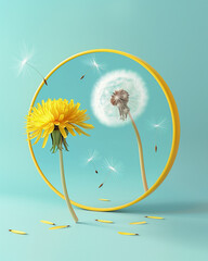 Yellow dandelion looks at itself in the round yellow mirror and sees white dandelion head with seeds flying around instead of its reflection, on turquoise background. Spring card. Mindset. Change. 