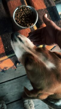 A tricolor dog enthusiastically eats dog food from the owner's hand. Frame from above. The main plan. A high quality