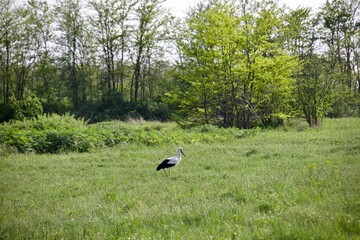 Naklejka premium stork in the grass