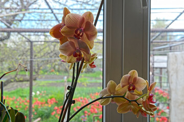 Several inflorescences of Phalaenopsis on window background.