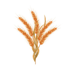 Ears of ripe wheat. A bouquet, a composition of ears of grain. Wheat isolated on white background. Design for sticker, label, postcard.