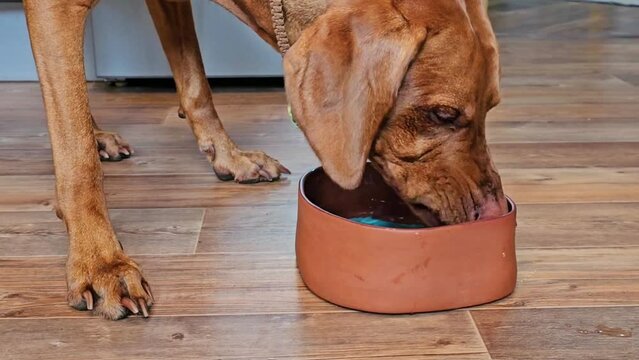 Ginger dog drinking water from a bowl at home