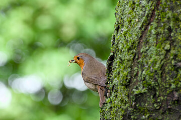 European robin is perching on a tree trunk with prey in its beak